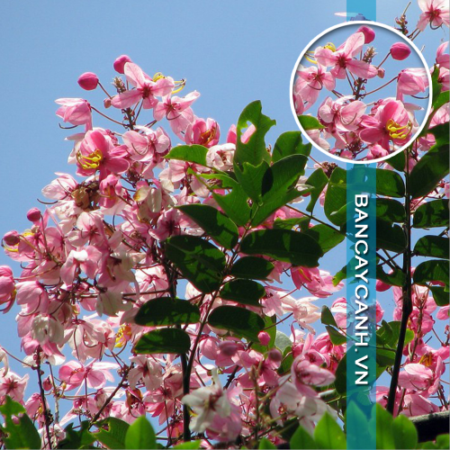 Cây muồng hoa đào - Cassia javanica L